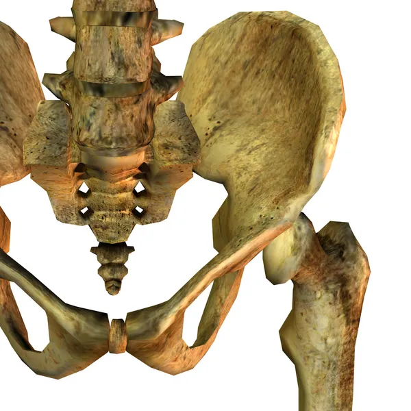 Szczegóły lewej kości miednicy — Zdjęcie stockowe