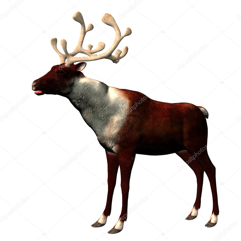 Male reindeer