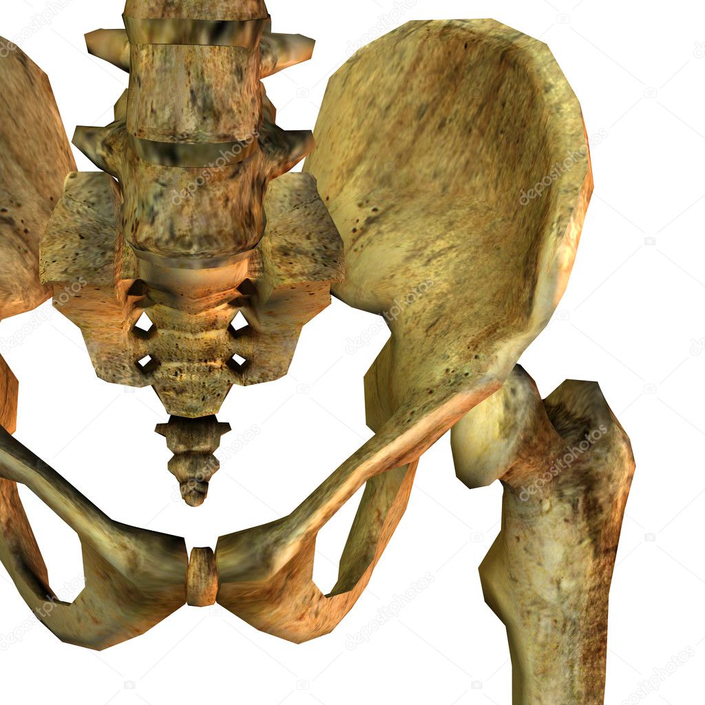 Detail left pelvic bone