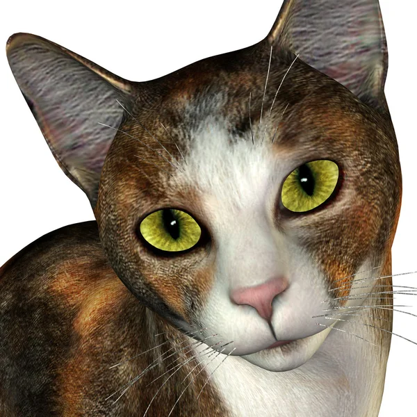 Inför en 3-färgad katt — Stockfoto