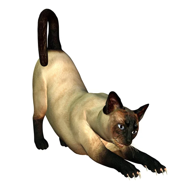 Siamesische Katze — Stockfoto