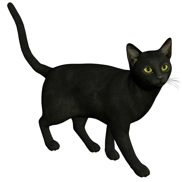 En svart katt — Stockfoto