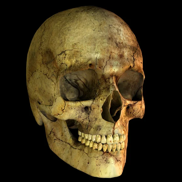 Illustratie van de menselijke schedel — Stockfoto