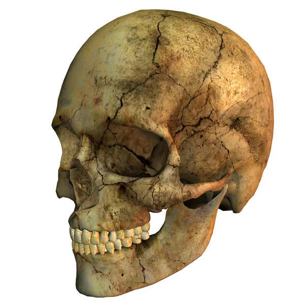 Renderização Uma Visão Lateral Crânio Humano Como Ilustração — Fotografia de Stock