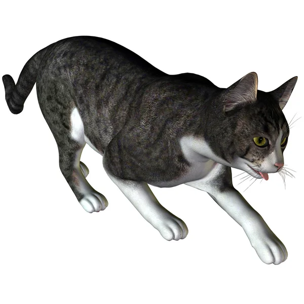 Rendering Creeping Cat Illustration — Stock Photo, Image