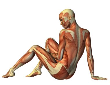 3D rendering muscle seated woman from behind clipart