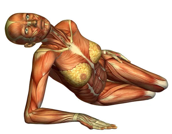 Renderização Muscular Corpo Feminino Deitado — Fotografia de Stock