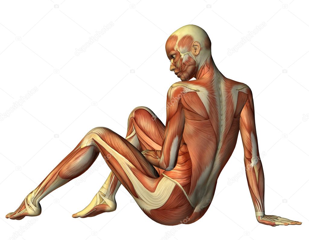 3D rendering muscle seated woman from behind