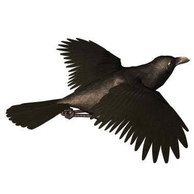 Flying Crow clipart