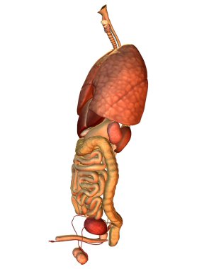 Side view of the internal organs clipart