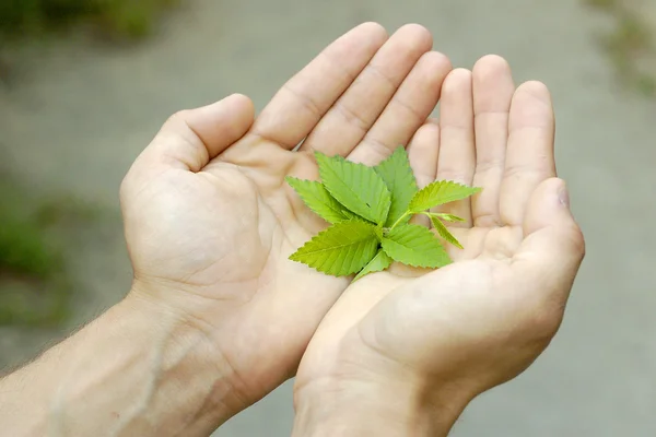 stock image New life in our hands