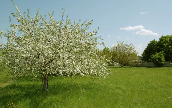 stock image Blossoming apple tree in a garden