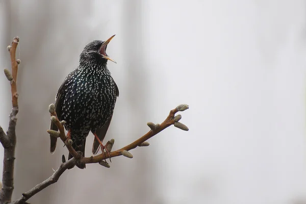 Singing starling 2 — Stock Photo, Image