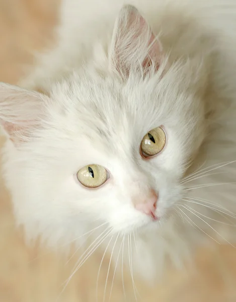 Biały kot Zdjęcia Stockowe bez tantiem