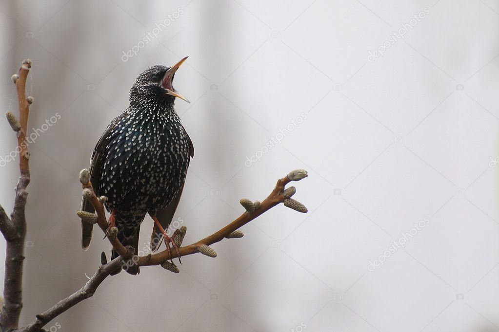 Singing starling 2