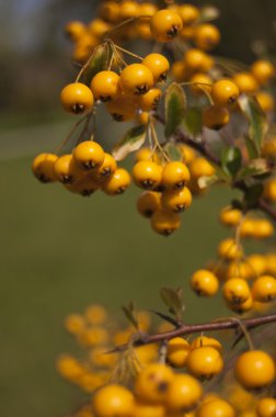 Autumn yellow berries clipart