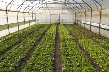 Lettuce in greenhouse clipart