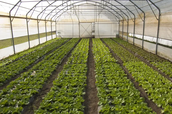 Lettuce in greenhouse — Stock Photo, Image
