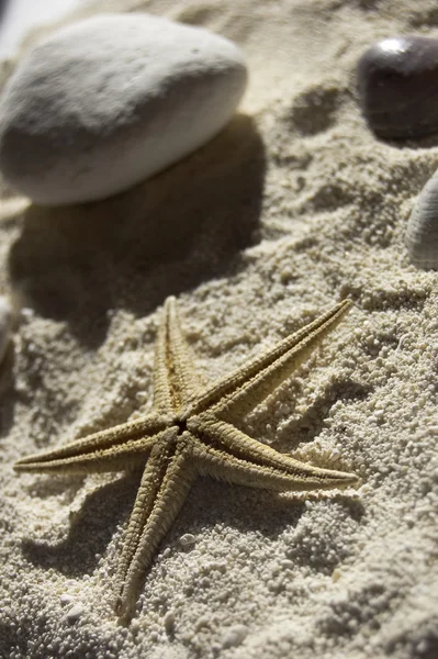 Starfish na areia — Fotografia de Stock