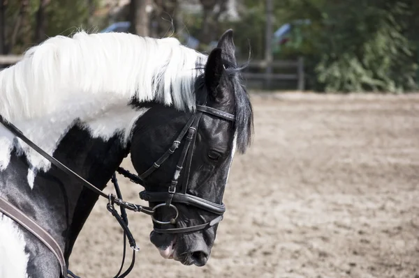 Caballo blanco negro — Foto de Stock