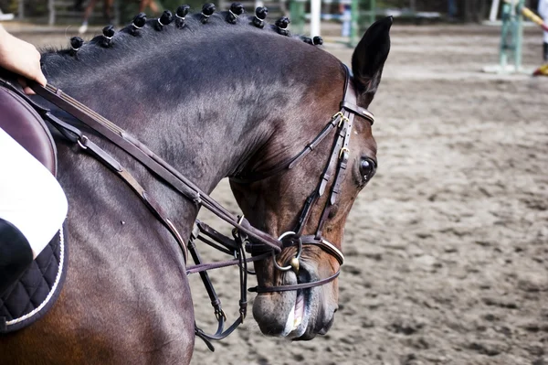 Häst dressyr — Stockfoto