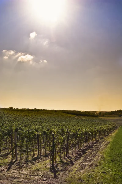 stock image Wine yard in the summer, landscape