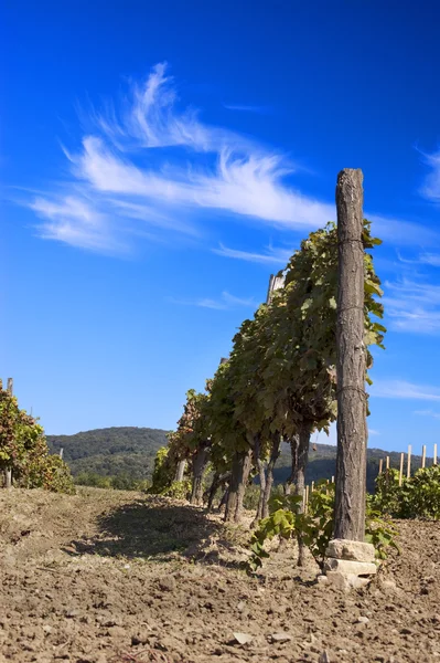 stock image Wine yard in the summer, landscape