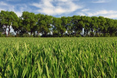 Wheat field clipart