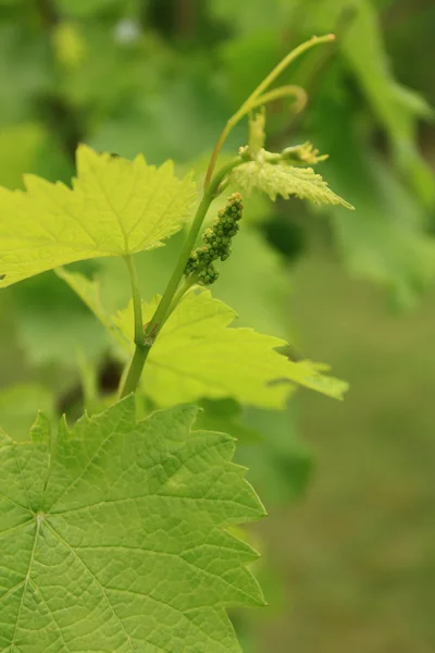 Листья молодого винограда — стоковое фото