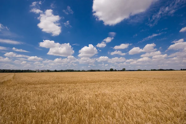 Campo e um belo céu — Fotografia de Stock