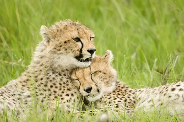 Cheetah welpen — Stockfoto