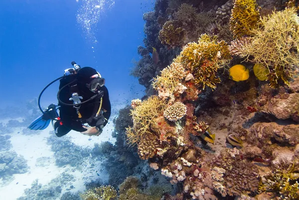 潜水员和珊瑚 — 图库照片