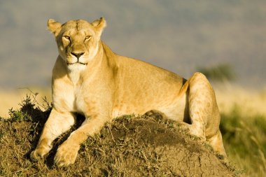 Lioness in Kenya's Maasai Mara clipart