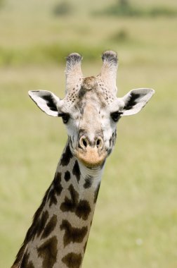 Giraffe close up clipart