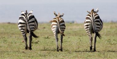 Symetrical Zebra in Kenya clipart