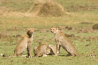 Cheetah group clipart