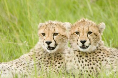 Cheetah cubs clipart