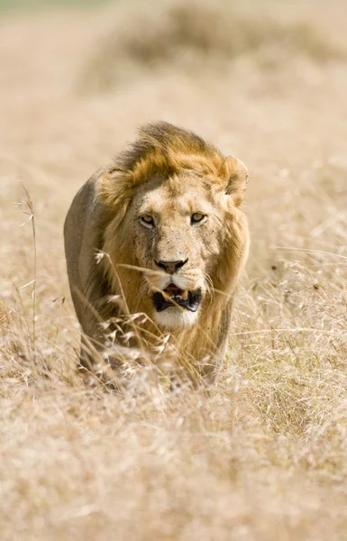 Majestic male lion — Stock Photo, Image