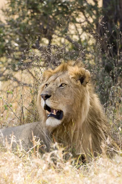 Μεγαλοπρεπή αρσενικό λιοντάρι — Φωτογραφία Αρχείου