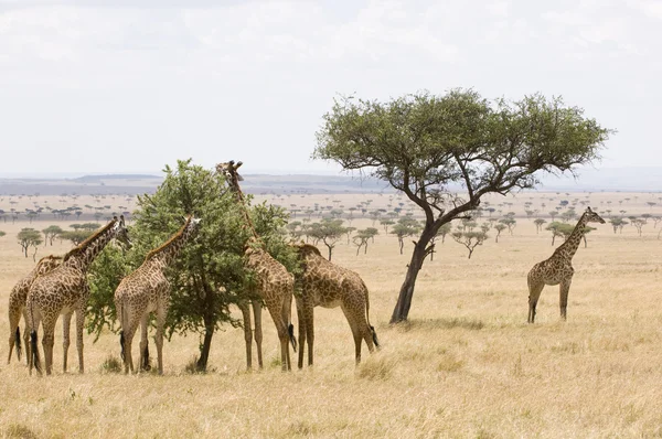 Жираф кормит. — стоковое фото