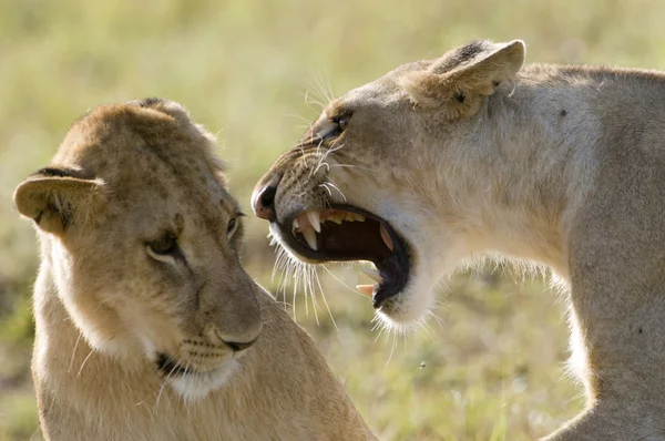 支配的なライオン — ストック写真