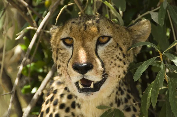 Cheetah närbild — Stockfoto
