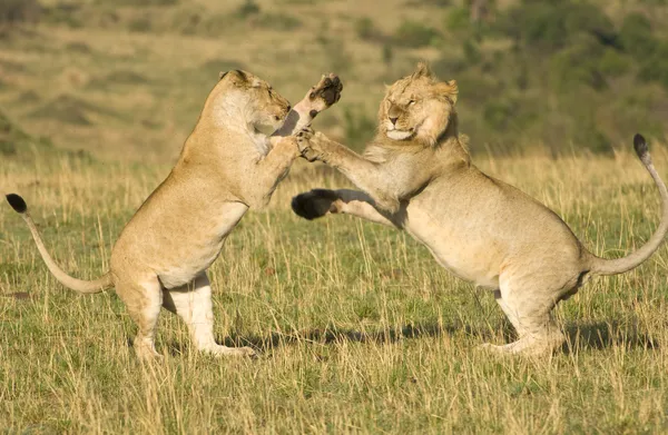 Львы сражаются — стоковое фото