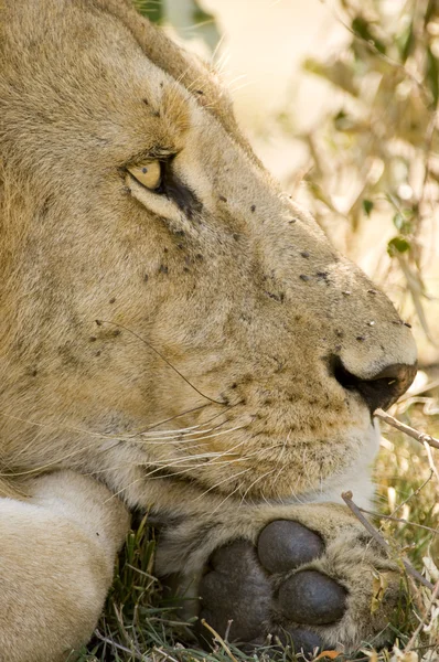 男性ライオン ケニア — ストック写真
