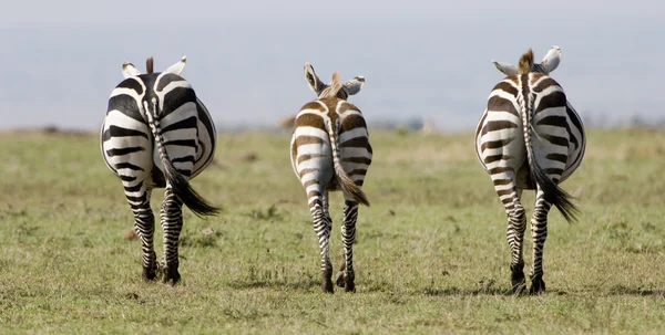 Симметричная зебра в Кении — стоковое фото