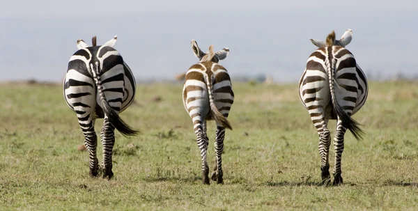 Szimmetrikus zebra Kenyában — Stock Fotó