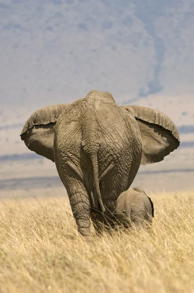 Слона і теля — стокове фото