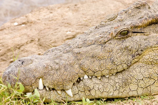 Krokodýl zblízka — Stock fotografie