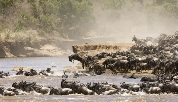 Great Migration — Stock Photo, Image