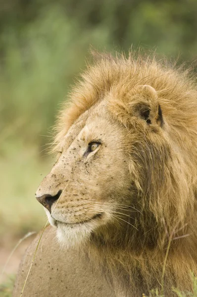 Samec lva zblízka — Stock fotografie